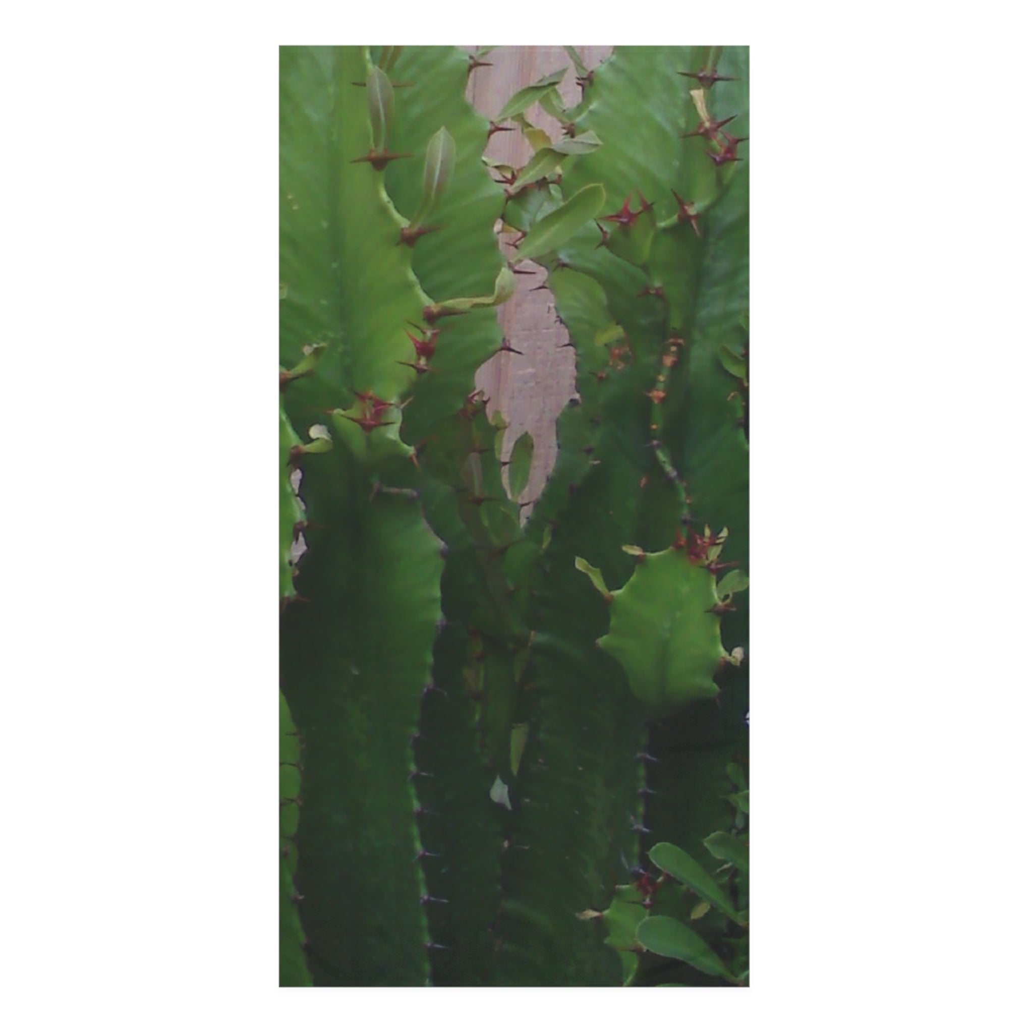 Cactus Green Mink-Cotton Towel - Eco-Friendly Bath & Beach Accessory